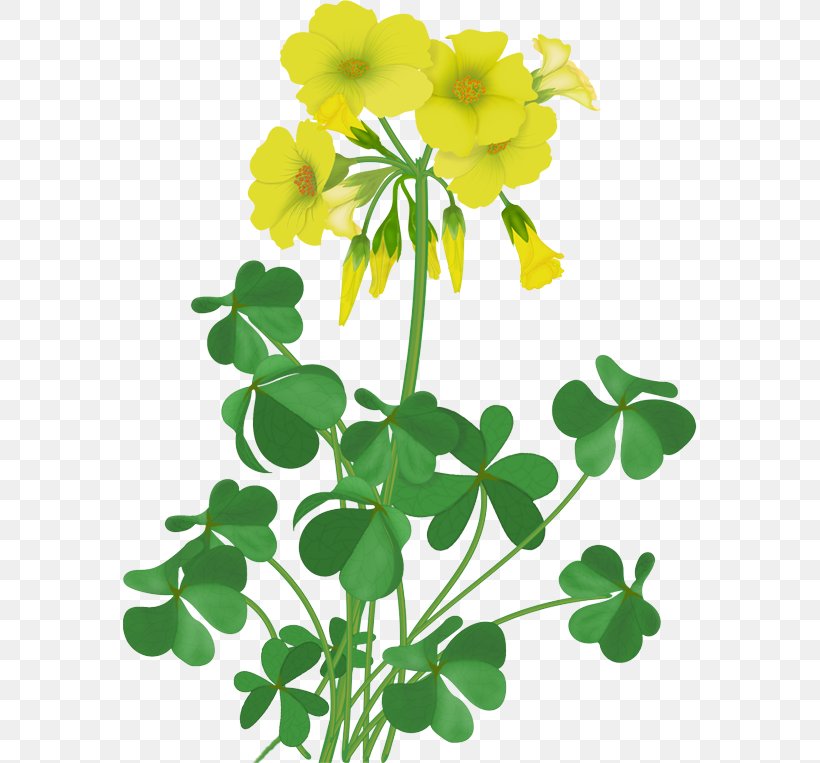 Flower Flowering Plant Plant Leaf Creeping Wood Sorrel, PNG, 574x763px, Flower, Creeping Wood Sorrel, Dutch Clover, Flowering Plant, Leaf Download Free