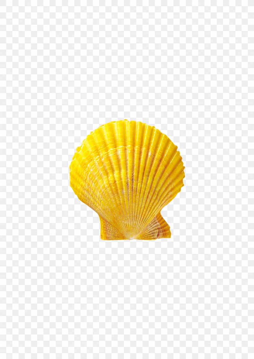 Seashell Conchology Material, PNG, 2480x3508px, Seashell, Conchology, Material, Orange, Yellow Download Free