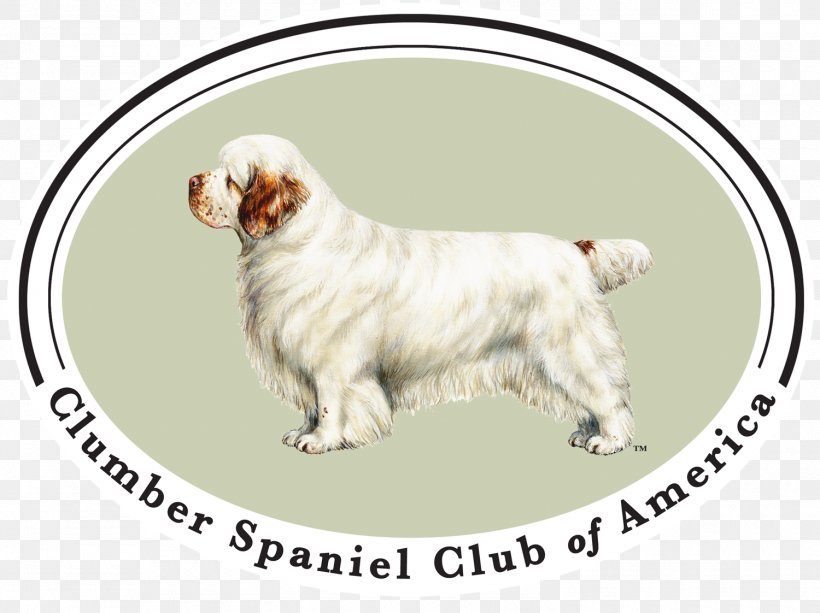 Clumber Spaniel Dog Breed Companion Dog American Cocker Spaniel, PNG, 1500x1122px, Clumber Spaniel, American Cocker Spaniel, American Kennel Club, Breed, Breeder Download Free