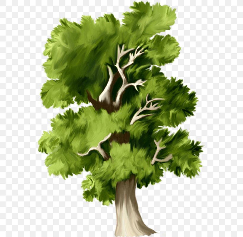 Tree Download Clip Art, PNG, 565x800px, Tree, Archive File, Branch, Computer Software, Food Download Free