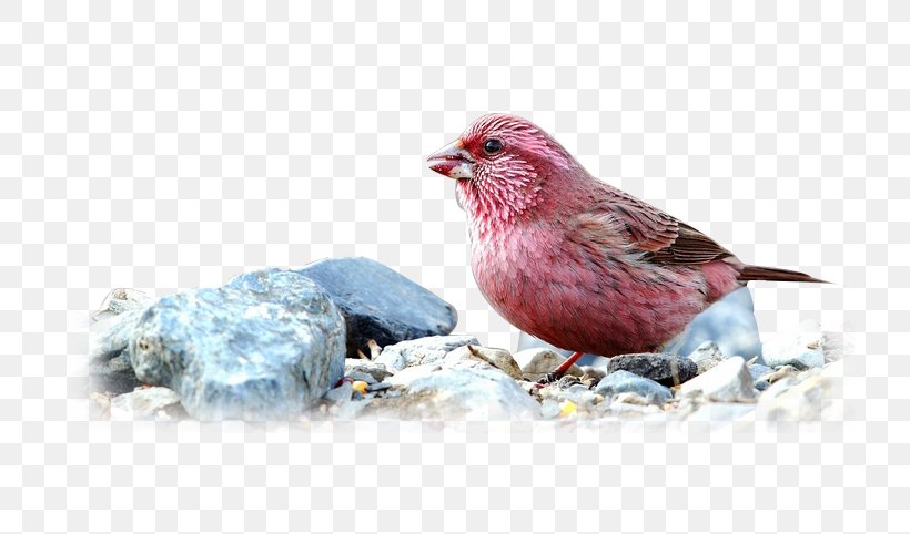 Clip Art, PNG, 720x482px, Vermilion Bird, American Sparrows, Beak, Bird, Bird Supply Download Free