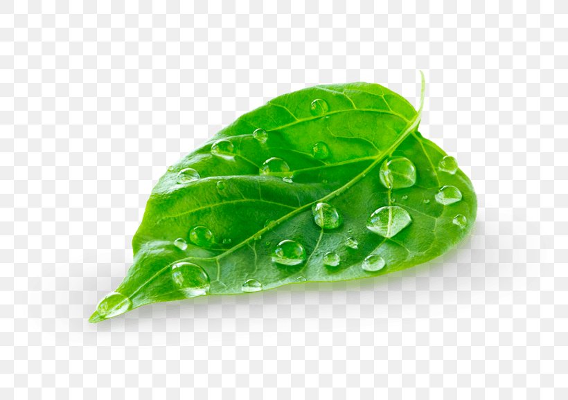 Green Leaf, PNG, 770x578px, Green, Blue, Business, Color, Fotolia Download Free