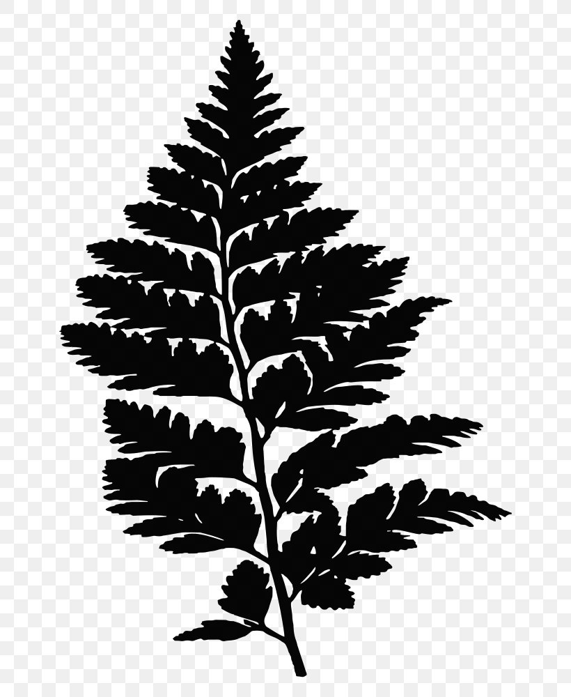 Fern Drawing Silhouette, PNG, 726x1000px, Fern, Black And White, Branch, Christmas Fern, Conifer Download Free