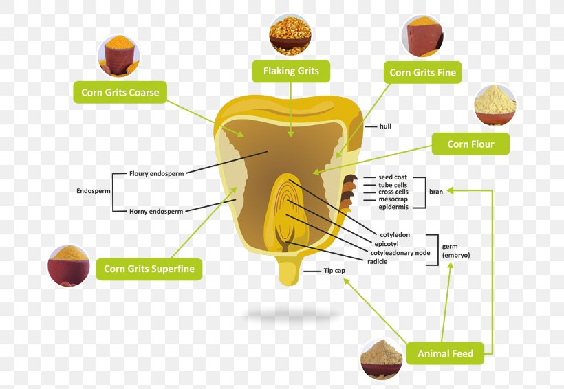 Grits Corn Flakes Popcorn Corn Kernel Maize, PNG, 800x566px, Grits, Animal Feed, Communication, Corn Flakes, Corn Kernel Download Free