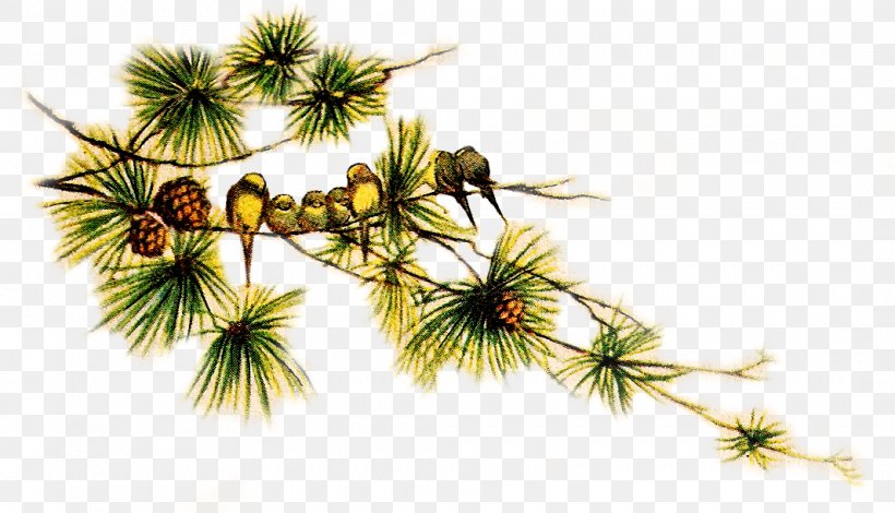 Pinus Roxburghii Fir Conifer Cone Puri Hotel Clip Art, PNG, 1066x612px, Pinus Roxburghii, Branch, Conifer, Conifer Cone, Conifers Download Free