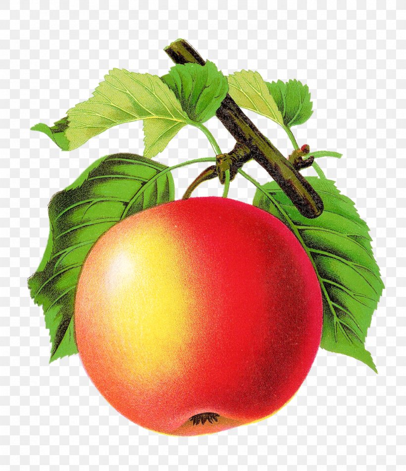 Tomato Apple Fruit Art, PNG, 1377x1600px, Tomato, Apple, Art, Bush Tomato, Diet Food Download Free