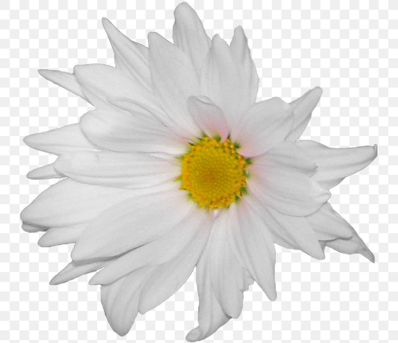 Common Daisy Flower German Chamomile, PNG, 740x706px, Common Daisy, Anthemis, Chamomile, Chrysanths, Cut Flowers Download Free