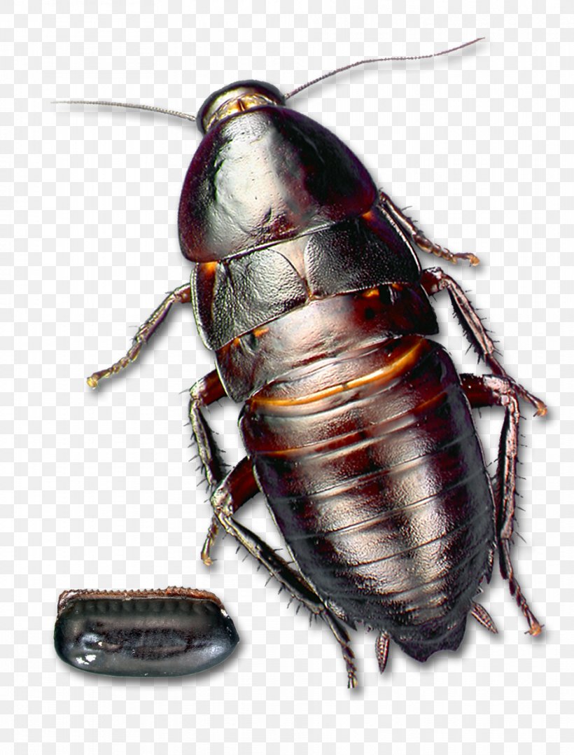 Florida Woods Cockroach Insect Florida Woods Cockroach Pest, PNG, 937x1232px, Cockroach, American Cockroach, Arthropod, Australian Cockroach, Beetle Download Free