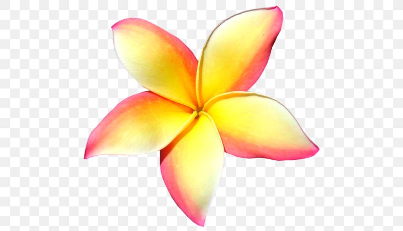 Frangipani Petal Flower Clip Art, PNG, 500x470px, Frangipani, Apocynaceae, Flower, Genus, Maui Download Free