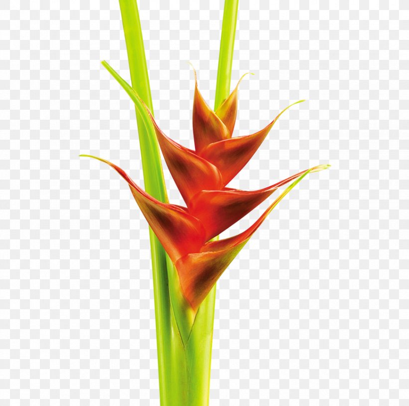 Heliconia Angusta Heliconia Bihai Heliconia Hirsuta Heliconia Aurantiaca Heliconia Acuminata, PNG, 870x864px, Heliconia Angusta, Bud, Commodity, Family, Flower Download Free