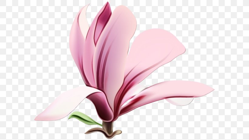 Petal Pink Flower Plant Flowering Plant, PNG, 600x462px, Watercolor, Flower, Flowering Plant, Herbaceous Plant, Magnolia Download Free