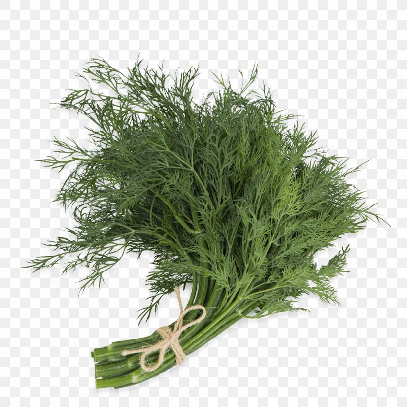Dill Fennel Herb Parsley Spice, PNG, 1000x1000px, Dill, American Larch, Artemisia, Delivery, Fennel Download Free