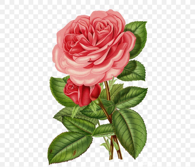 Rose Flower Clip Art, PNG, 500x701px, Rose, China Rose, Cut Flowers, Floral Design, Floribunda Download Free