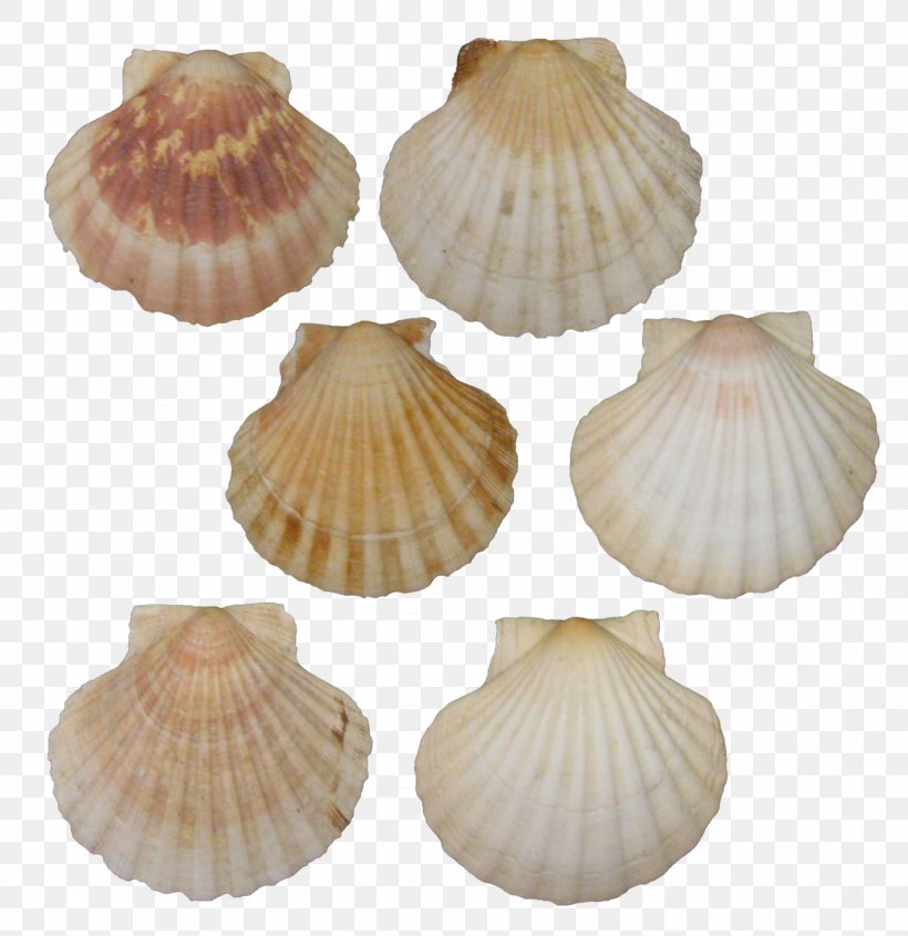 Seafood Background, PNG, 1896x1956px, Cockle, Baltic Clam, Bivalve, Cartoon, Clam Download Free