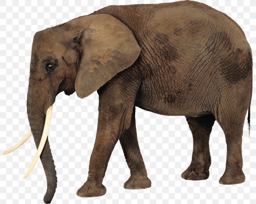 African Bush Elephant Desktop Wallpaper Clip Art, PNG, 800x655px, African Bush Elephant, African Elephant, African Forest Elephant, Animal, Asian Elephant Download Free