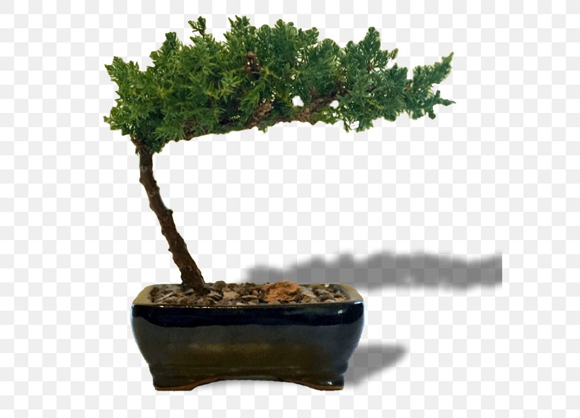 Bonsai Sageretia Theezans Tree Flowerpot Houseplant, PNG, 600x592px, Bonsai, Baby Bio, Bonsai Sushi Bar, Branch, Elm Download Free