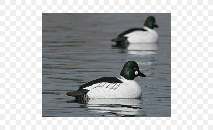 Mallard Duck Decoy Goose, PNG, 500x500px, Mallard, Appelant, Beak, Bird, Common Goldeneye Download Free
