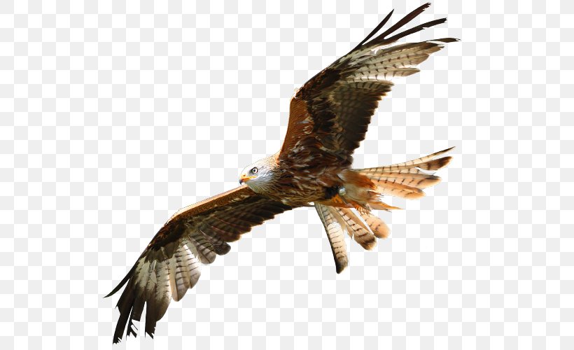 Bald Eagle Buzzard Hawk Beak, PNG, 600x500px, Bald Eagle, Accipitriformes, Beak, Bird, Bird Of Prey Download Free