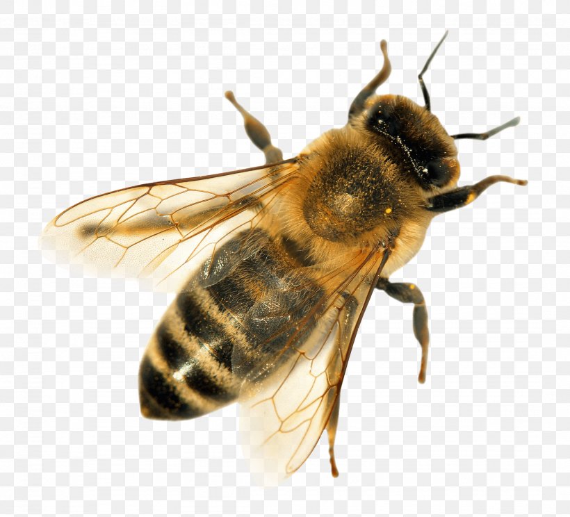 Bee Cartoon, PNG, 2153x1954px, Western Honey Bee, Bee, Beekeeper, Beekeeping, Black Fly Download Free