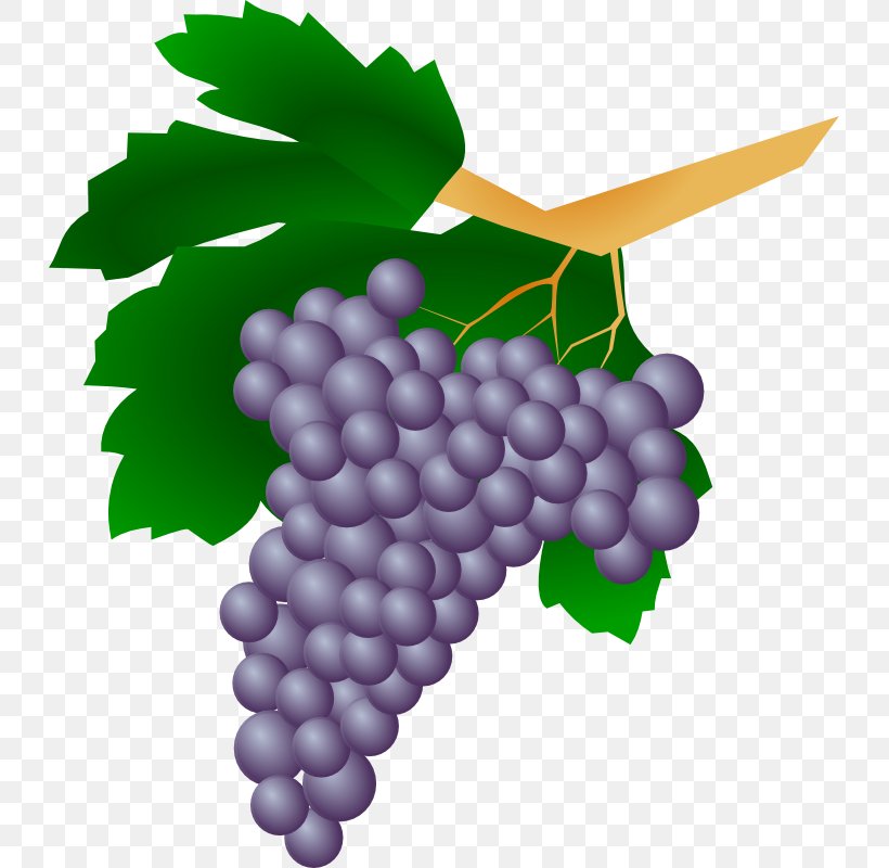Common Grape Vine Wine Raisin Clip Art, PNG, 729x800px, Common Grape Vine, Drawing, Flowering Plant, Food, Fruit Download Free
