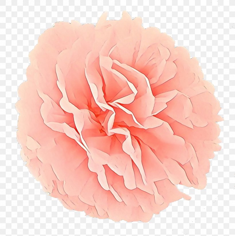 Flowers Background, PNG, 1000x1007px, Cabbage Rose, Camellia, Carnation, Chinese Peony, Common Peony Download Free