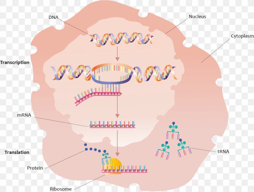 Protein Biosynthesis Gene Transcription Translation, PNG, 939x711px, Protein Biosynthesis, Area, Biology, Diagram, Dna Download Free