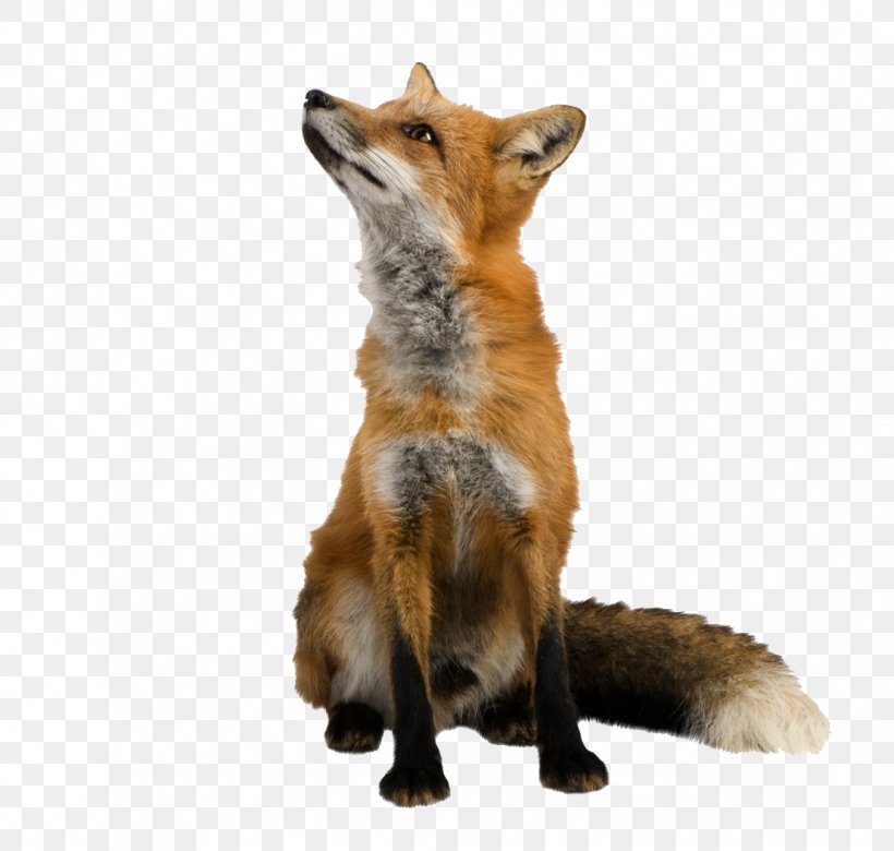 Red Fox Clip Art, PNG, 1108x1054px, Red Fox, Animal, Canidae, Carnivoran, Dog Breed Download Free