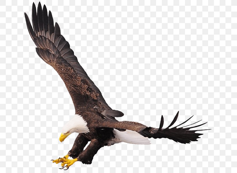 Bald Eagle Stock Photography Bird Chilkat River, PNG, 663x600px, Bald Eagle, Accipitriformes, Beak, Bird, Bird Of Prey Download Free