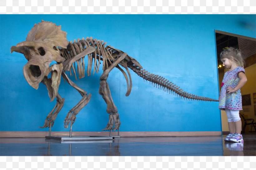 Dinosaurs: The Textbook Velociraptor Triceratops Tyrannosaurus Avaceratops, PNG, 900x600px, 3d Printing, Velociraptor, Avaceratops, Biology, Dinosaur Download Free