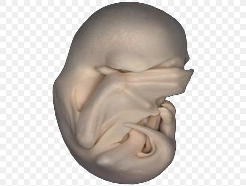 Embryo Download, PNG, 500x622px, Embryo, Cheek, Chin, Ear, Face Download Free