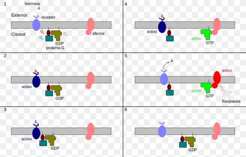 G Protein–coupled Receptor Heterotrimeric G Protein, PNG, 1024x658px, G Protein, Area, Brand, Cell Signaling, Computer Icon Download Free