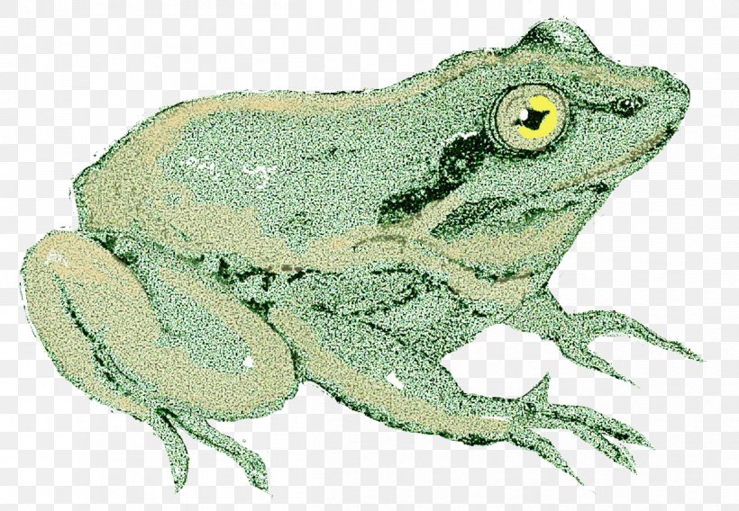 American Bullfrog True Frog Toad Tree Frog, PNG, 1209x838px, American Bullfrog, Amphibian, Animal, Bullfrog, Fauna Download Free