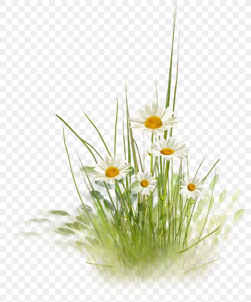 Margarita Clip Art, PNG, 800x984px, Margarita, Common Daisy, Daisy, Flower, Flowering Plant Download Free