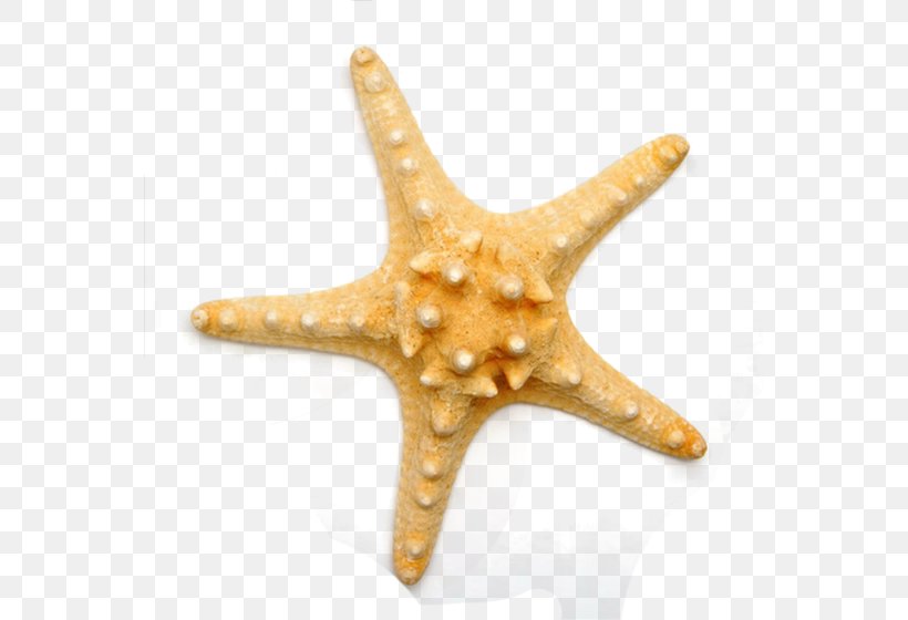 Benthic Zone Starfish Sea Tube Feet, PNG, 560x560px, Starfish, Deep Sea Fish, Echinoderm, Invertebrate, Marine Invertebrates Download Free