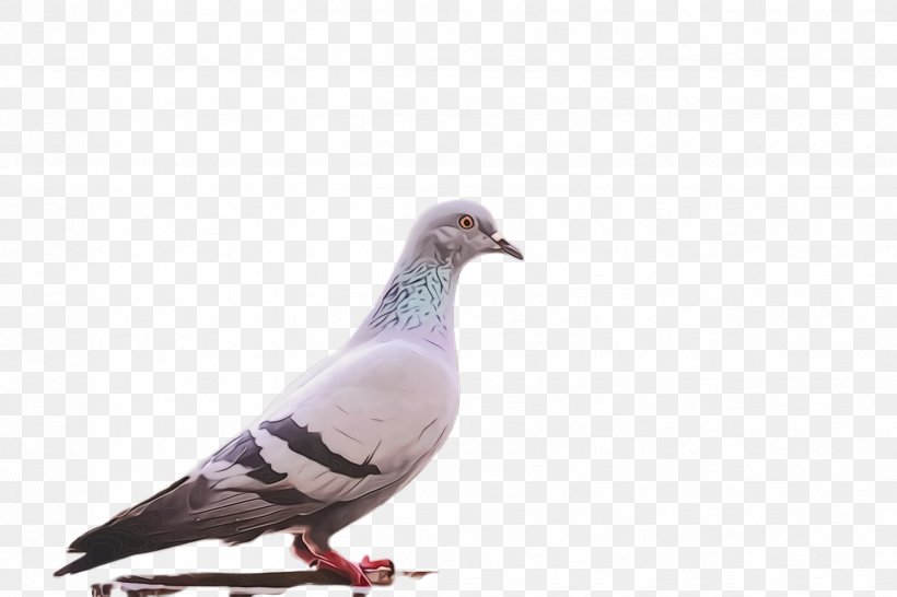 Dove Bird, PNG, 2448x1632px, Pigeon, Adaptation, Beak, Bird, Dove Download Free