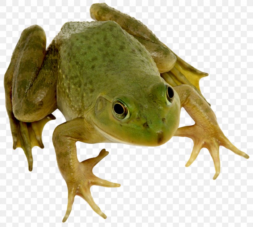 True Frog Edible Frog Amphibian, PNG, 1024x917px, Frog, Amphibian, Animal, Bullfrog, Edible Frog Download Free