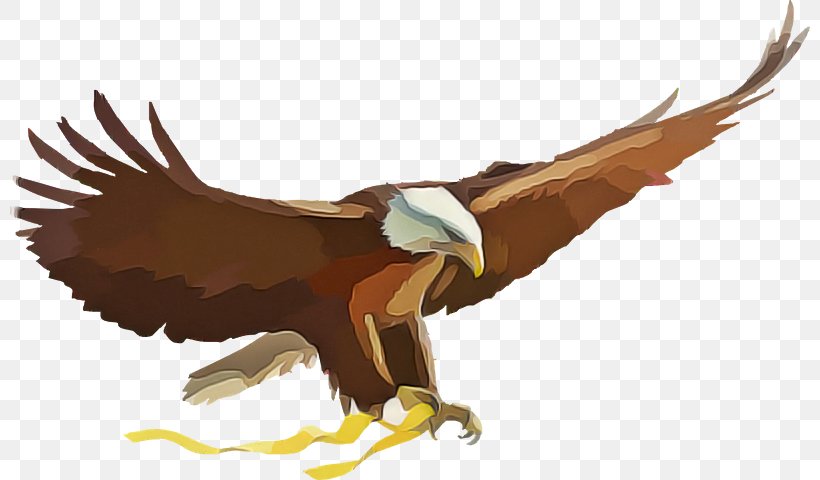 Bird Of Prey Eagle Golden Eagle Accipitridae Bird, PNG, 800x480px, Bird Of Prey, Accipitridae, Bald Eagle, Bird, Eagle Download Free