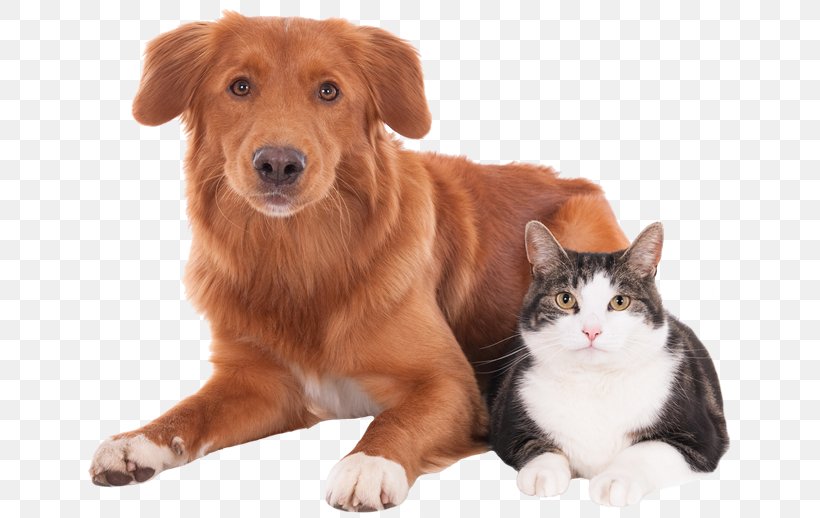 Cat Dog Veterinarian Pet Clinique Vétérinaire, PNG, 647x518px, Cat, Animal Shelter, Atascocita, Carnivoran, Cat Like Mammal Download Free