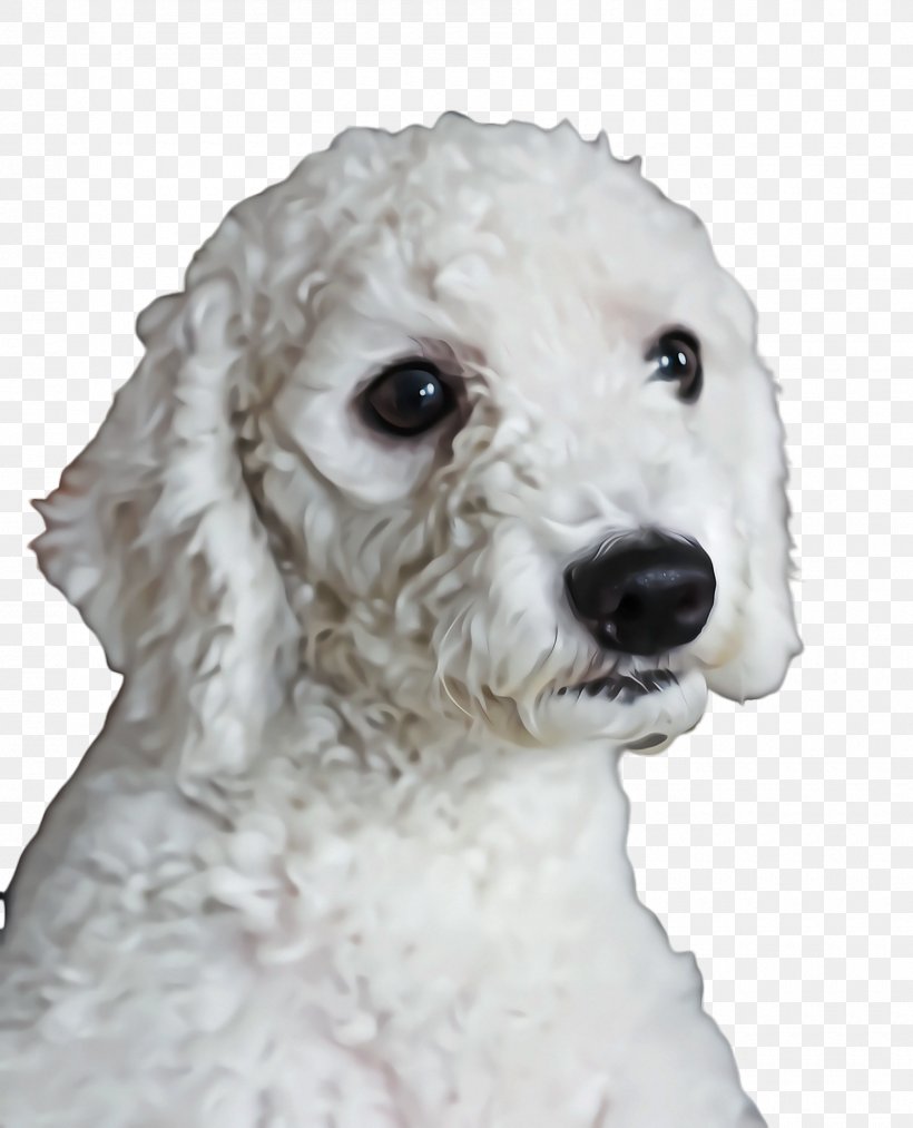 Cute Dog, PNG, 1800x2224px, Cute Dog, Animal, Bichon, Bichon Frise, Bolognese Download Free