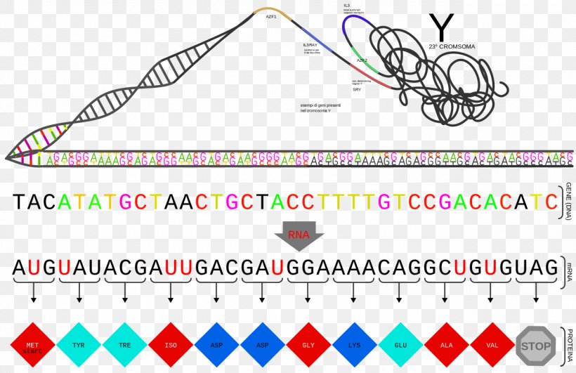 Gene Protein Clip Art, PNG, 1280x829px, Gene, Area, Brand, Diagram, Mediafire Download Free