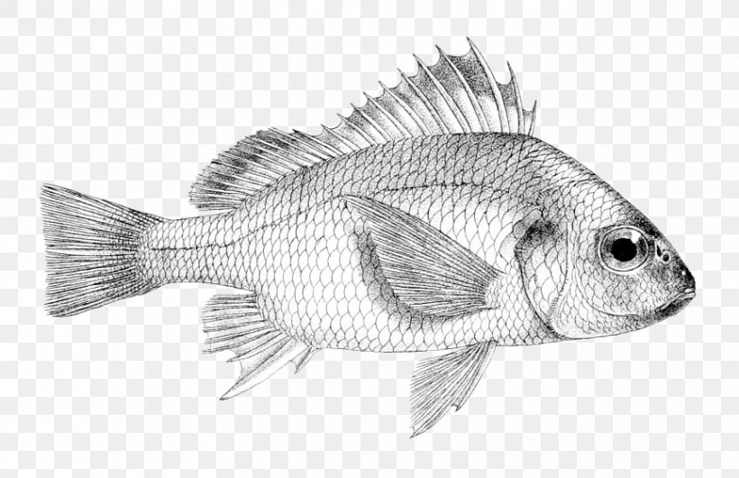 India Stock Photography Alamy Tilapia, PNG, 865x560px, India, Alamy, Atlas, Black And White, Drawing Download Free