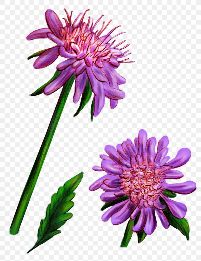 Wildflower Cut Flowers Graphic Novel Flora, PNG, 1234x1600px, 5 January, Wildflower, Annual Plant, Aster, Book Download Free