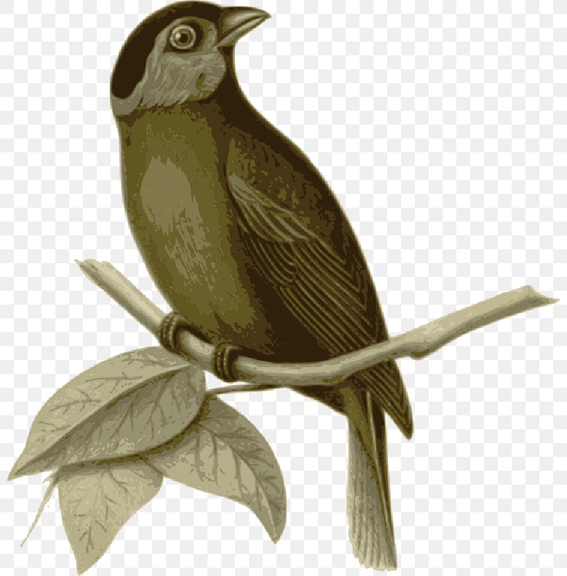 Bird Sparrow Drawing Moss-backed Tanager Feather, PNG, 800x832px, Bird, American Sparrows, Beak, Branch, Bulbul Download Free