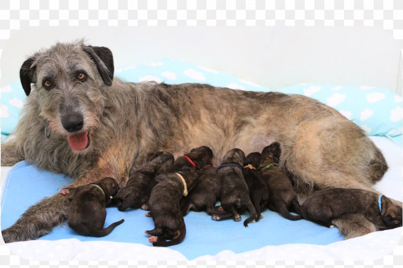 Irish Wolfhound Puppy Ballroth Hills Dog Breed Rare Breed (dog), PNG, 1000x667px, Irish Wolfhound, Breed, Carnivoran, Dog, Dog Breed Download Free