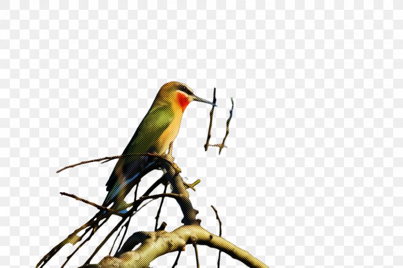 Bird Beak Western Tanager Coraciiformes Finch, PNG, 2451x1632px, Bird, Beak, Bee Eater, Coraciiformes, Finch Download Free
