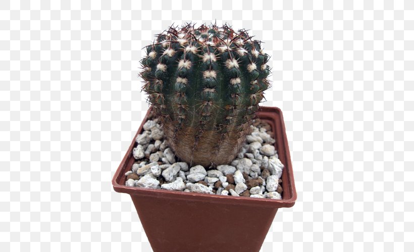 San Pedro Cactus Flowerpot Strawberry Hedgehog Cactus Houseplant Cactaceae, PNG, 500x500px, San Pedro Cactus, Cactaceae, Cactus, Caryophyllales, Flowering Plant Download Free