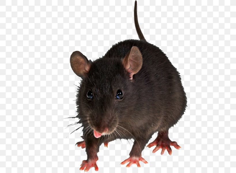 Brown Rat Mouse Rodent Clip Art, PNG, 600x600px, Brown Rat, Fauna, Gerbil, Image File Formats, Mammal Download Free