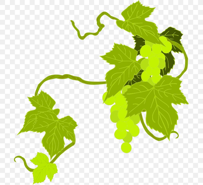 Common Grape Vine Wine Grape Leaves, PNG, 707x749px, Common Grape Vine, Branch, Flowering Plant, Food, Fruit Download Free