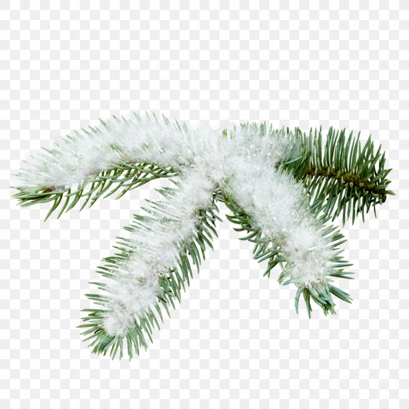 Fir Spruce Pine Clip Art, PNG, 1024x1024px, Fir, Branch, Christmas Ornament, Conifer, Conifer Cone Download Free