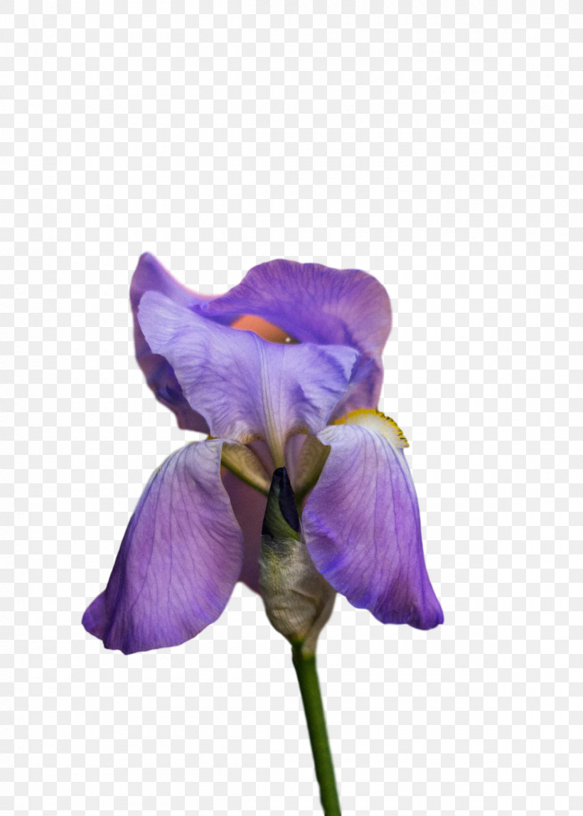 Lavender, PNG, 1200x1680px, Orris Root, Biology, Flower, Lavender, Lilac M Download Free